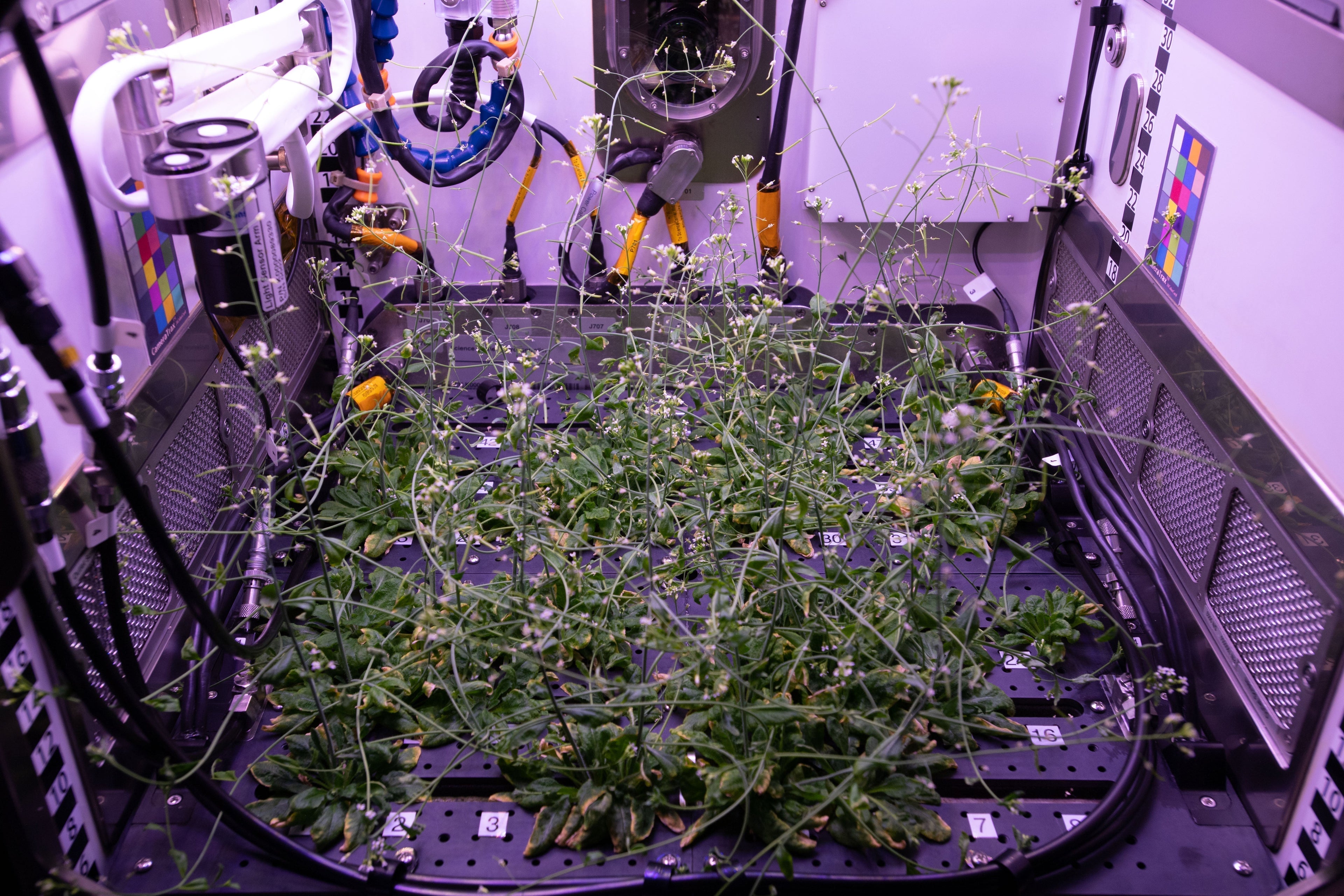 Mature Arabidopsis plants inside the Plant Habitat-01 growth chamber aboard the International Space Station, shortly before harvest.
