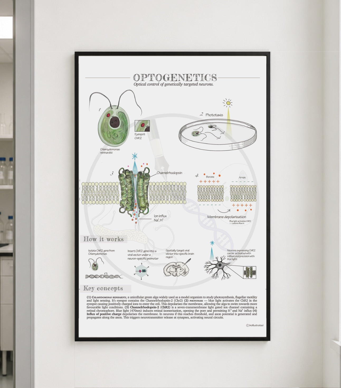 Optogénétique • Biologie expérimentale
