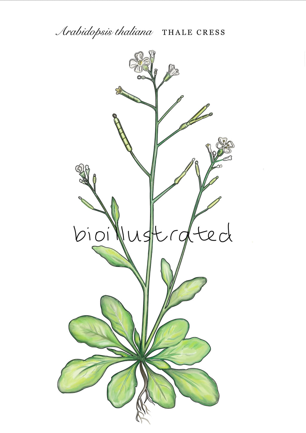 Arabidopsis Thaliana • Thale Cress