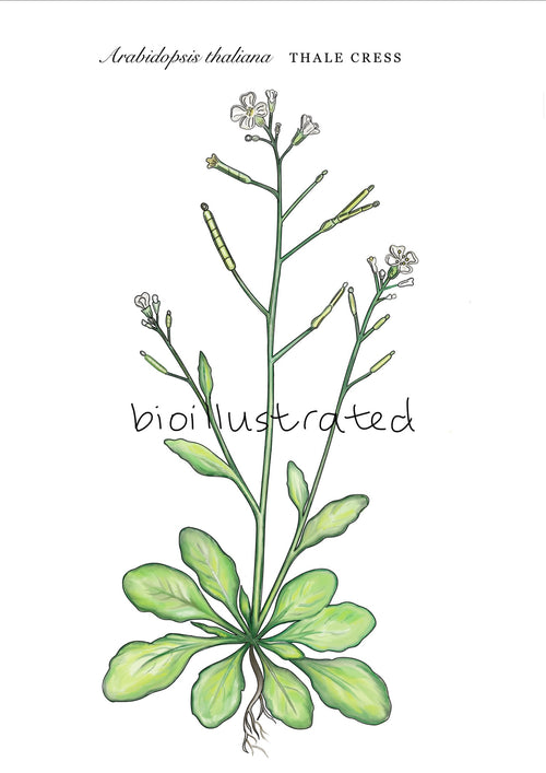 Arabidopsis Thaliana • Thale Cress