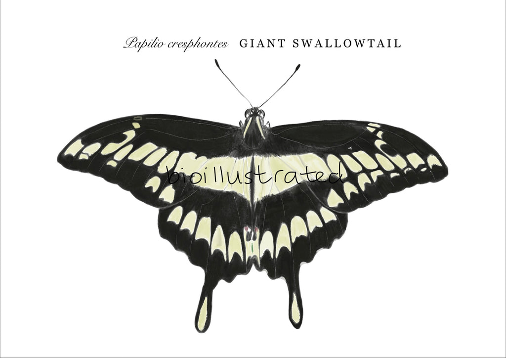 Papilo cresphontes • Giant Swallowtail