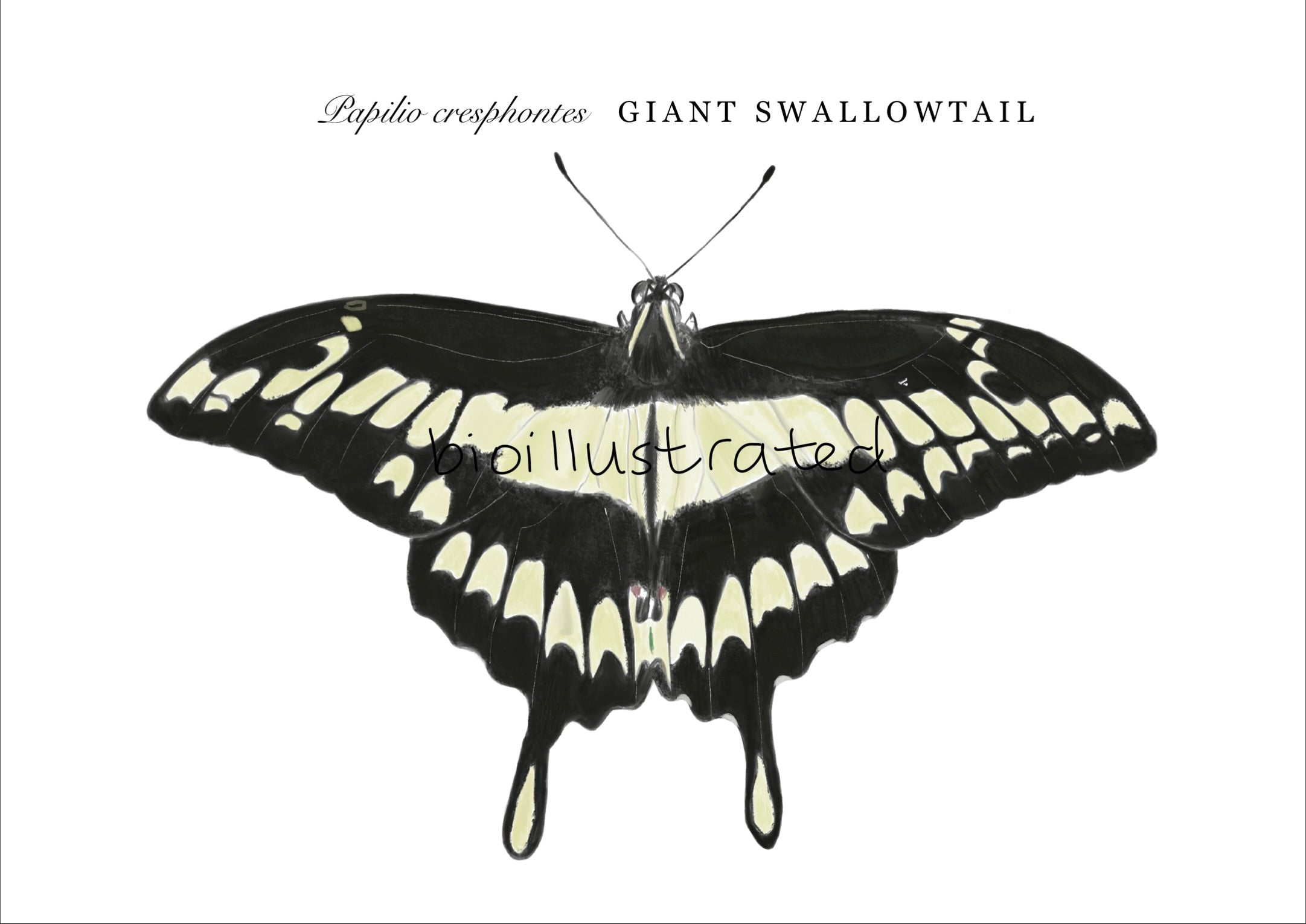 Papilo cresphontes • Giant Swallowtail