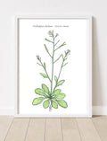 Arabidopsis Thaliana • Thale Cress