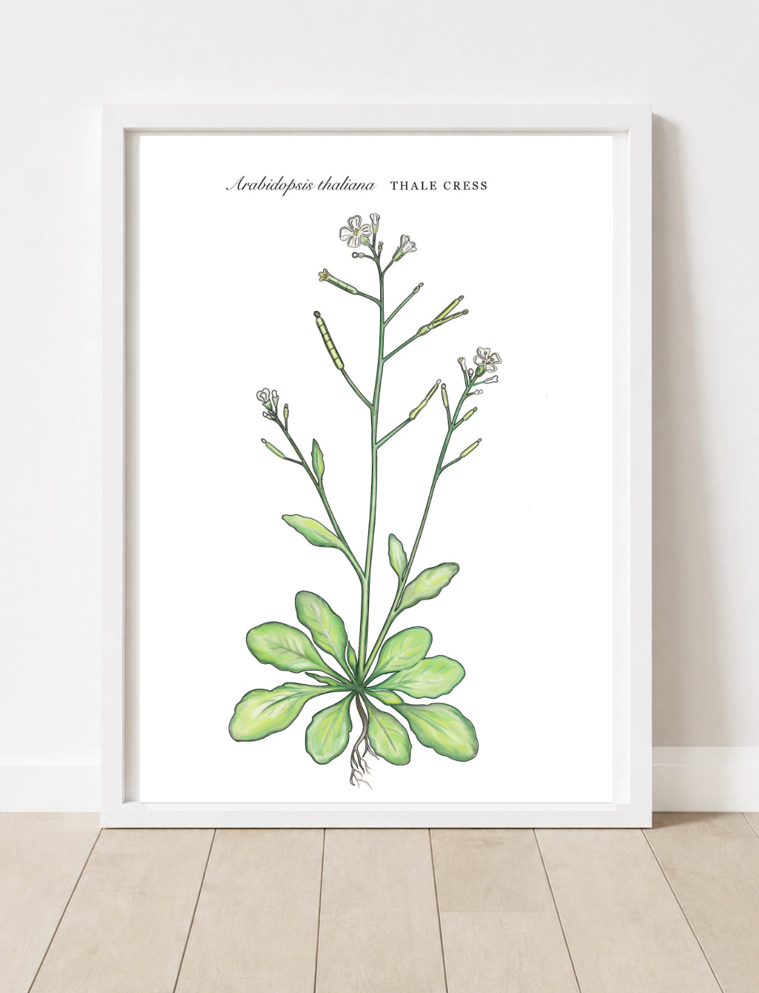 Arabidopsis Thaliana • Thale Cress