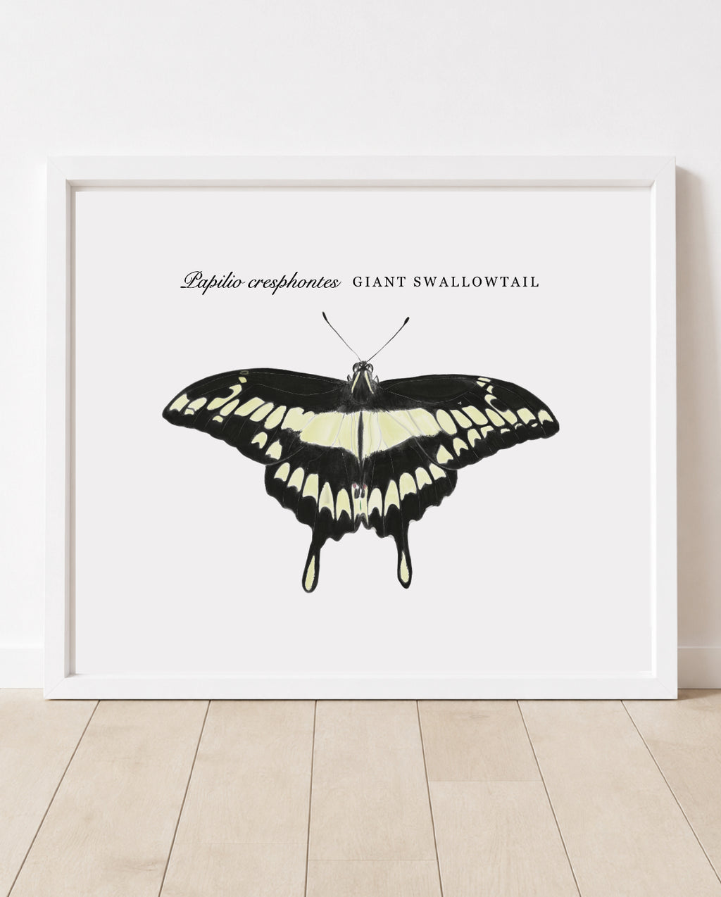 Papilo cresphontes • Giant Swallowtail