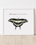 Papilo cresphontes • Giant Swallowtail