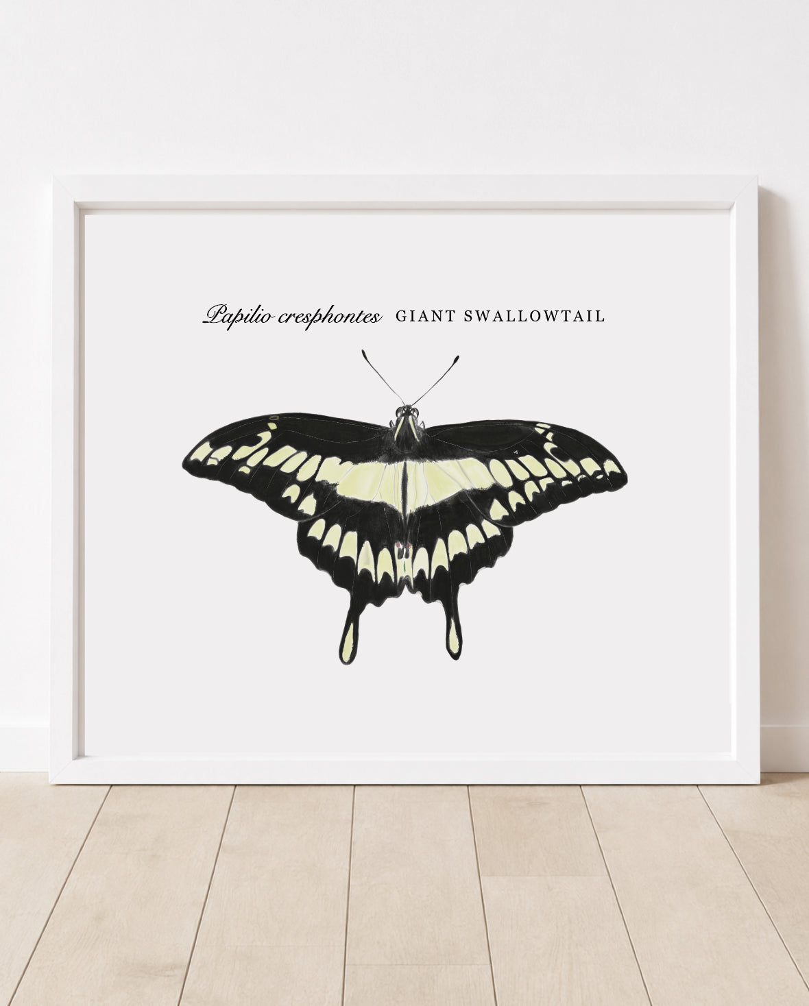 Papilo cresphontes • Giant Swallowtail