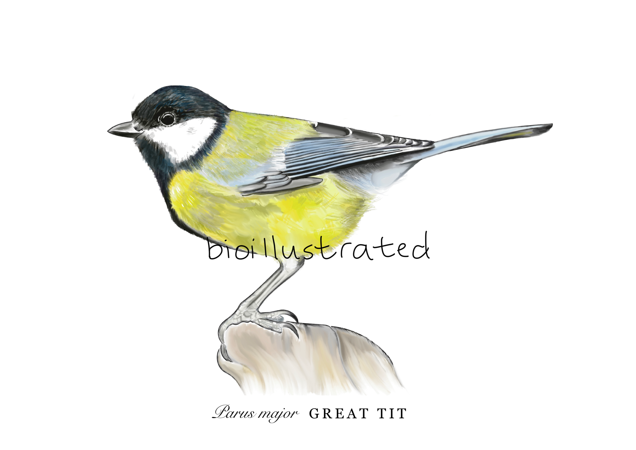 Parus major • Great tit