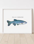 Danio rerio • Poisson-zèbre
