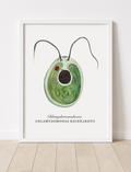 Chlamydomonas reinhardtii • Chlamydamonadacées