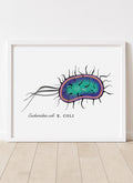 Escherichia coli • E. Coli