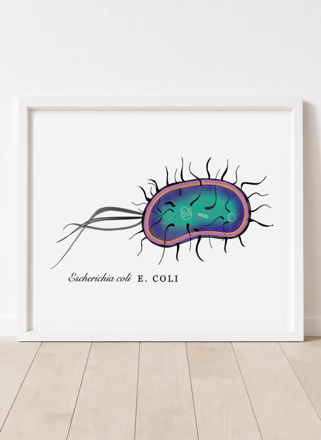 Escherichia coli • E. coli