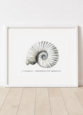 cf. *Perisphinctes* • Ammonite perisphinctidé
