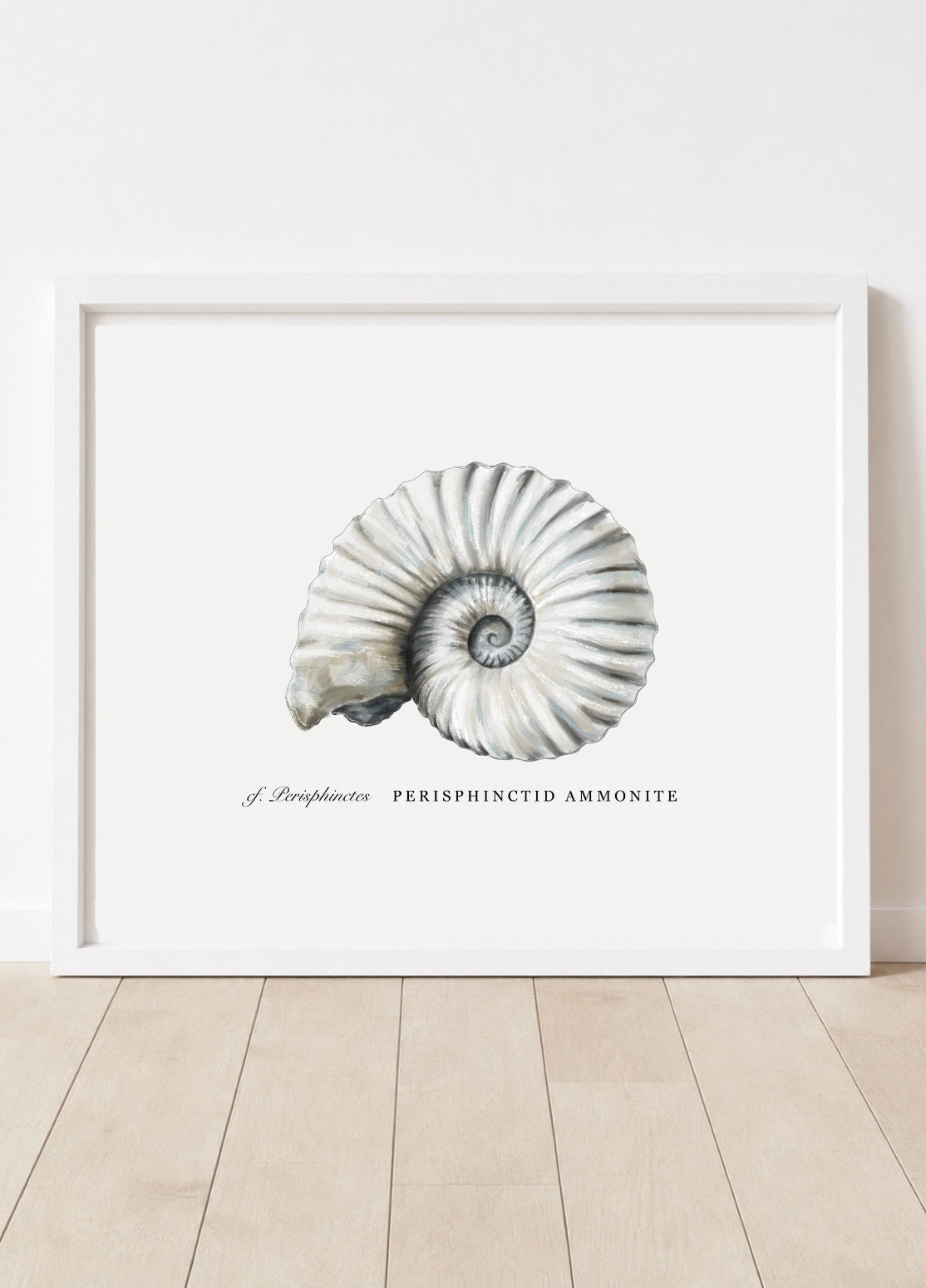 cf. *Perisphinctes* • Ammonite perisphinctidé