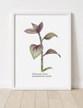 Tradescantia Zebrina • Misère