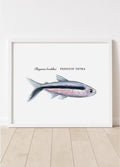 Thayeria boehlkei • Penguin Tetra