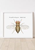 Drosophila melanogaster • Fruit fly