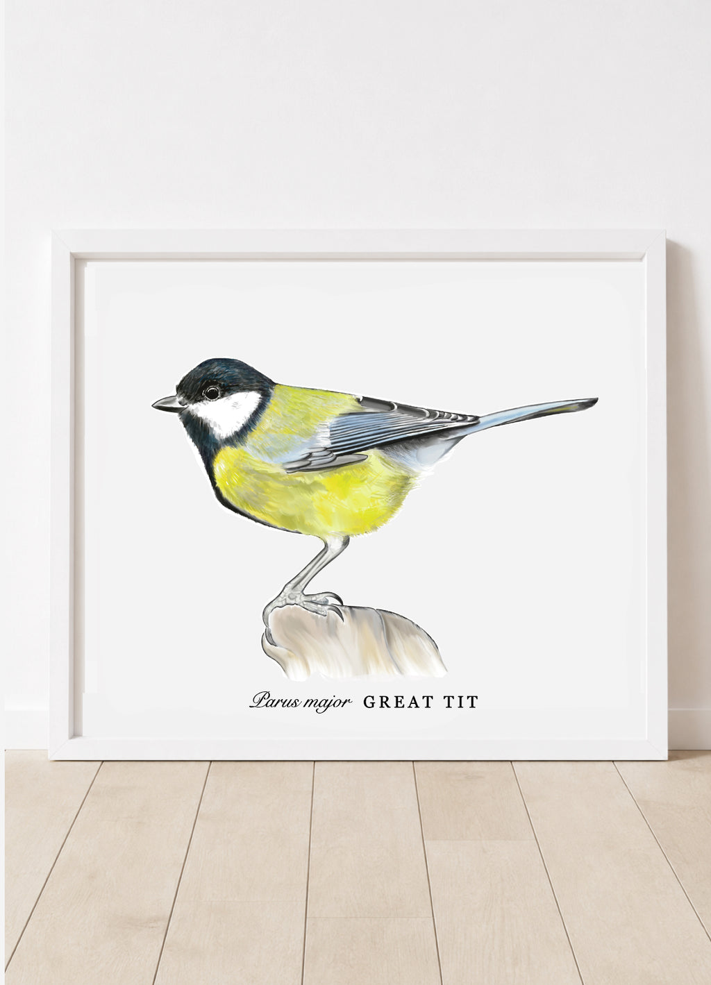 Parus major • Great tit