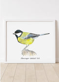 Parus major • Great tit
